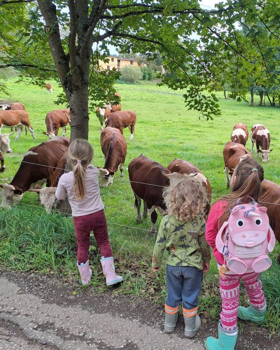 Děti zezadu u pastviny s kravami