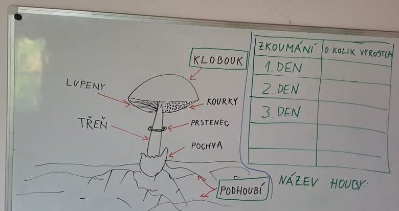 Nákres těla houby na tabuli s tabulkou pro měření růstu